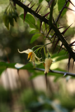 Solanum atropurpureum RCP8-2014 251.JPG